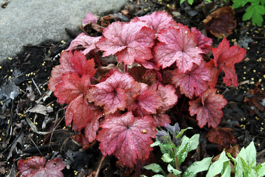 G6034 Heuchera X 'georgia Peach' - View 15 from www redcrocus com