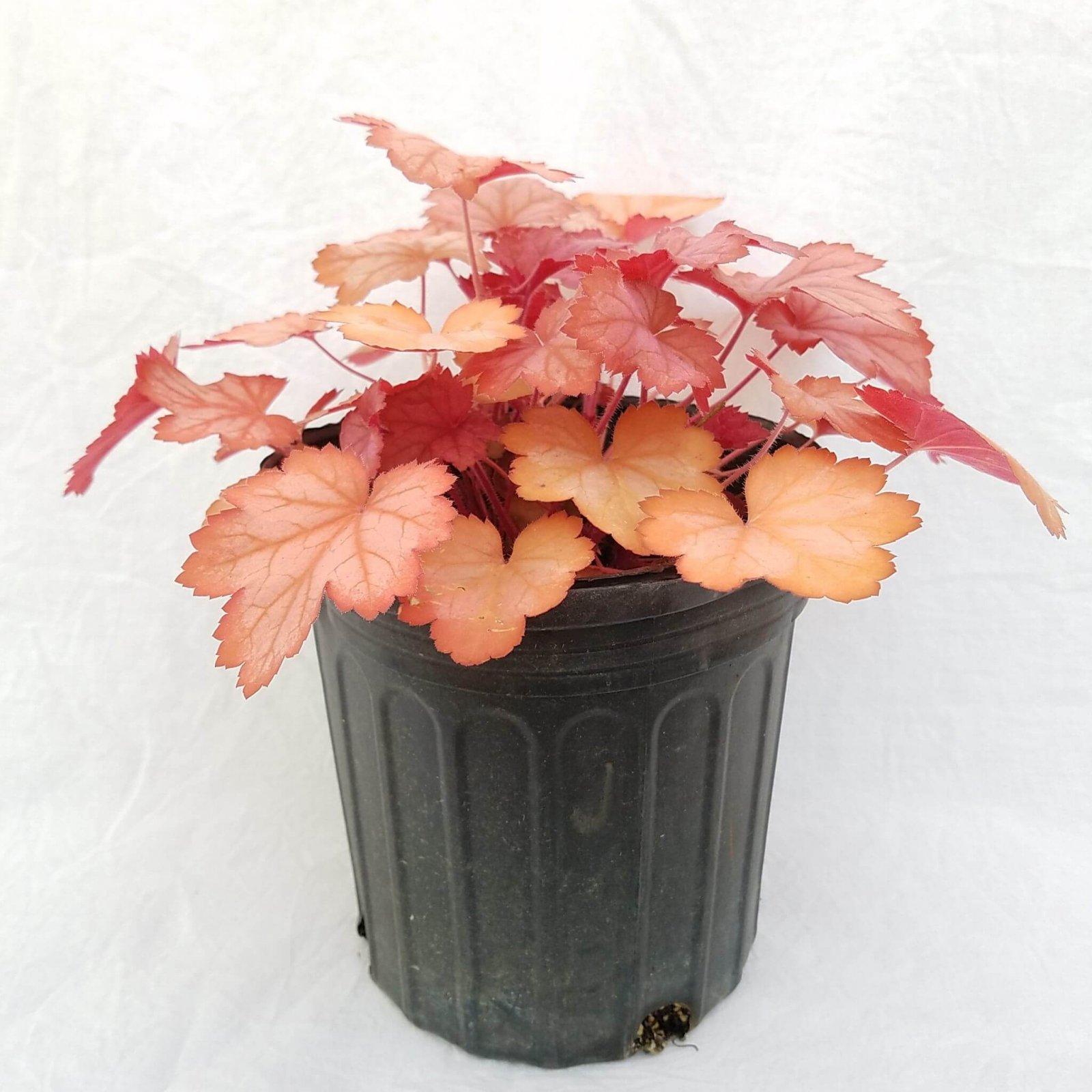 G6034 Heuchera X 'georgia Peach' - View 16 from www redcrocus com