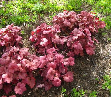 G6034 Heuchera X 'georgia Peach' - View 18 from www redcrocus com