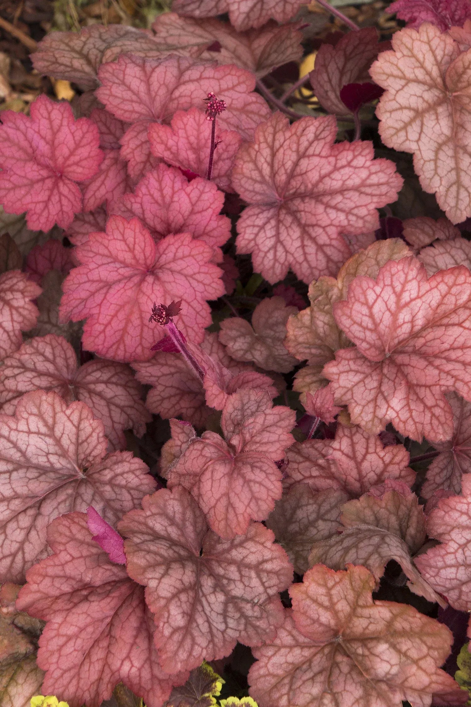 G6034 Heuchera X 27georgia Peach 27 19 Db2b1290 A5da 4b0f Bfae 8115e17eaa8e from www redcrocus com