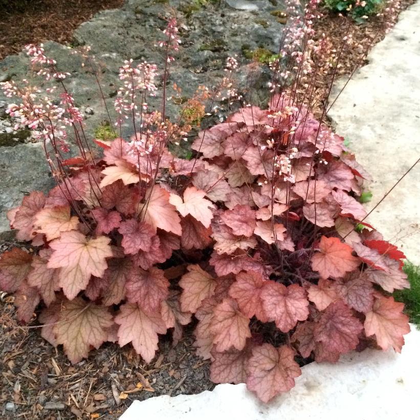 G6034 Heuchera X 27georgia Peach 27 4 524e4efb 3d02 4880 A23c F9cb3e5f8de7 from www redcrocus com