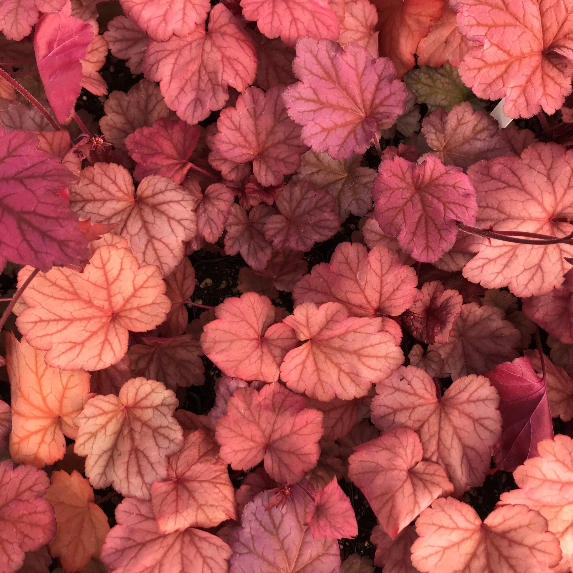 G6034 Heuchera X 27georgia Peach 27 6 D24a206f 1a61 4d28 Bc84 B7a79767b480 from www redcrocus com
