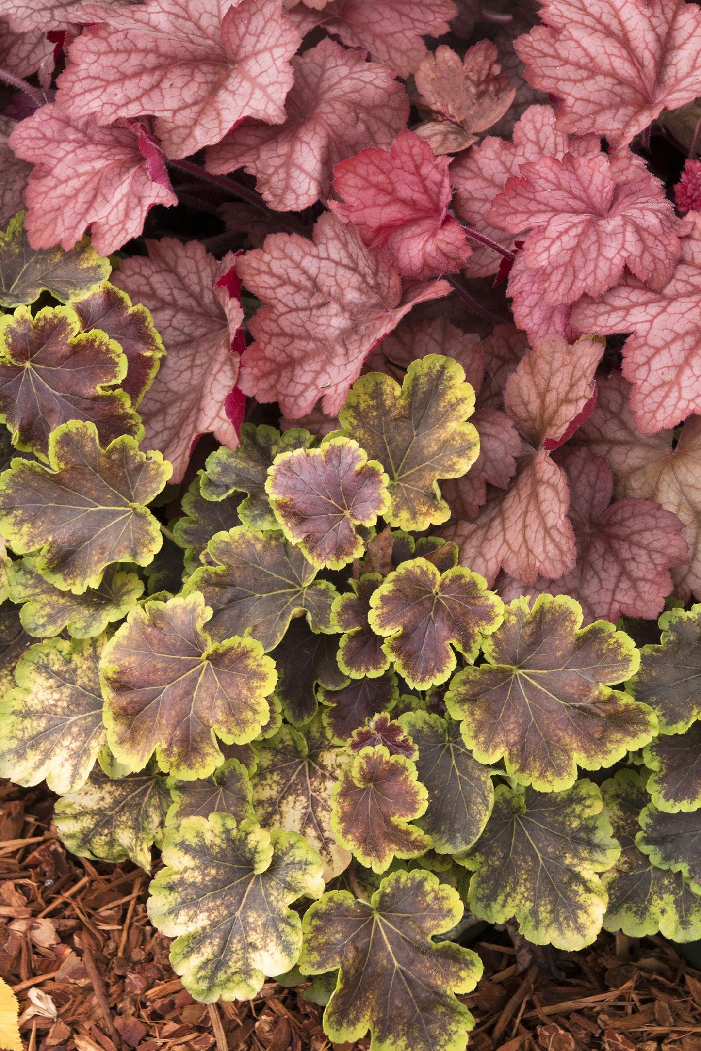 G6034 Heuchera X 27georgia Peach 27 7 58b0d699 Ccb5 4a03 A7a4 Ca00149ece37 from www redcrocus com