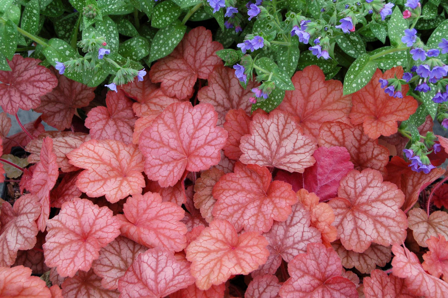 G6034 Heuchera X 'georgia Peach' - View 9 from www redcrocus com