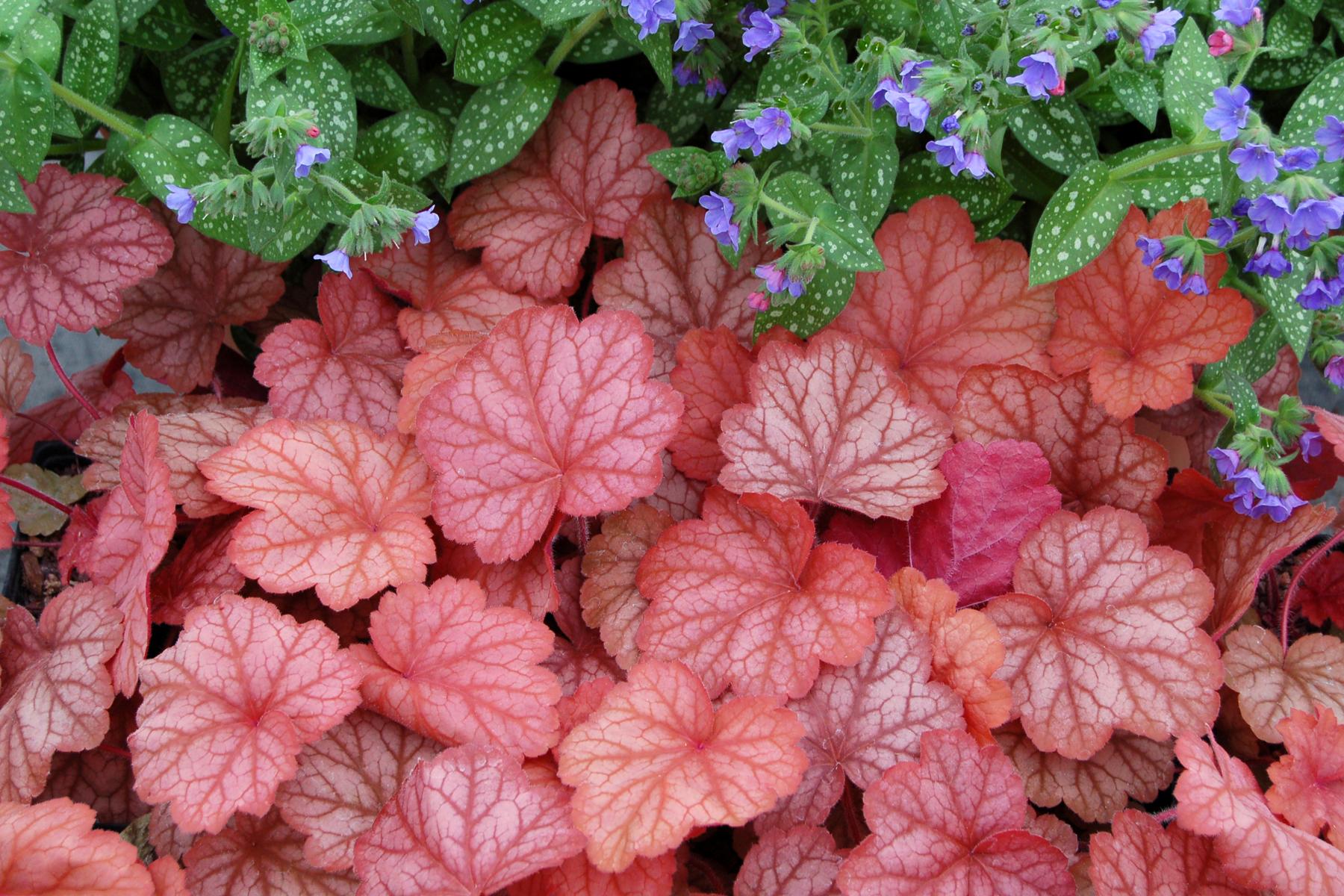G6034 Heuchera X 'georgia Peach' - View 9 from www redcrocus com