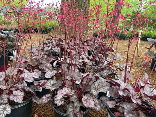 G6037 Heuchera X Glitter - View 10 from www redcrocus com