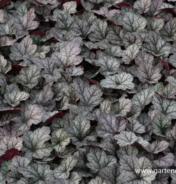 G6037 Heuchera X Glitter - View 13 from www redcrocus com