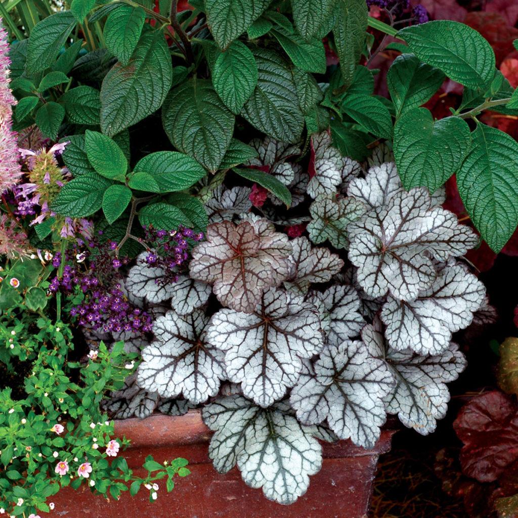 G6037 Heuchera X Glitter - View 18 from www redcrocus com