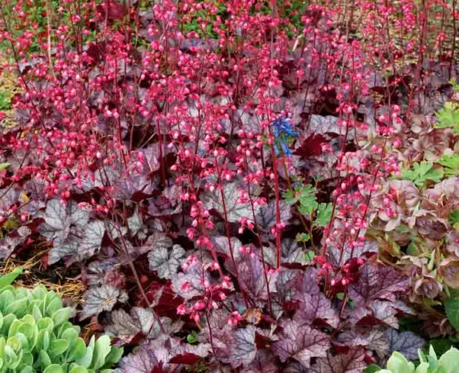 G6037 Heuchera X Glitter - View 19 from www redcrocus com