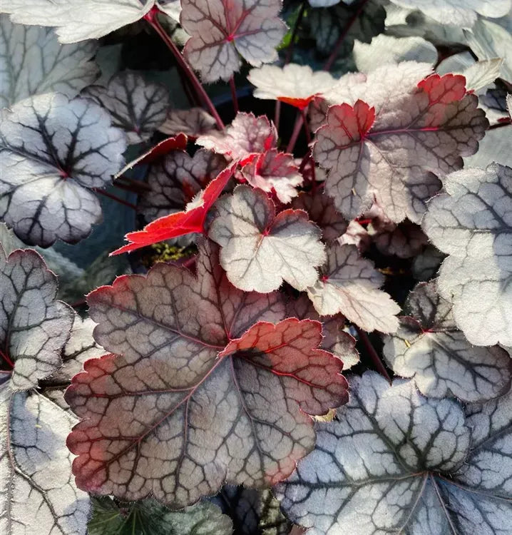 G6037 Heuchera X Glitter 4 8ab2aa64 69cc 4976 B3db Ba054f75d743 from www redcrocus com