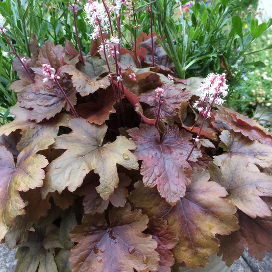 G6039 Heucherella X Brass Lantern - View 10 from www redcrocus com