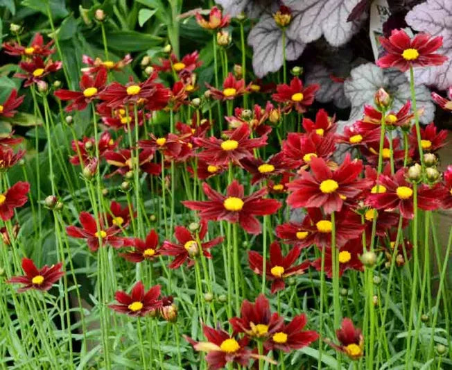 G6056 Coreopsis X Li L Bang Red Elf - View 13 from www redcrocus com