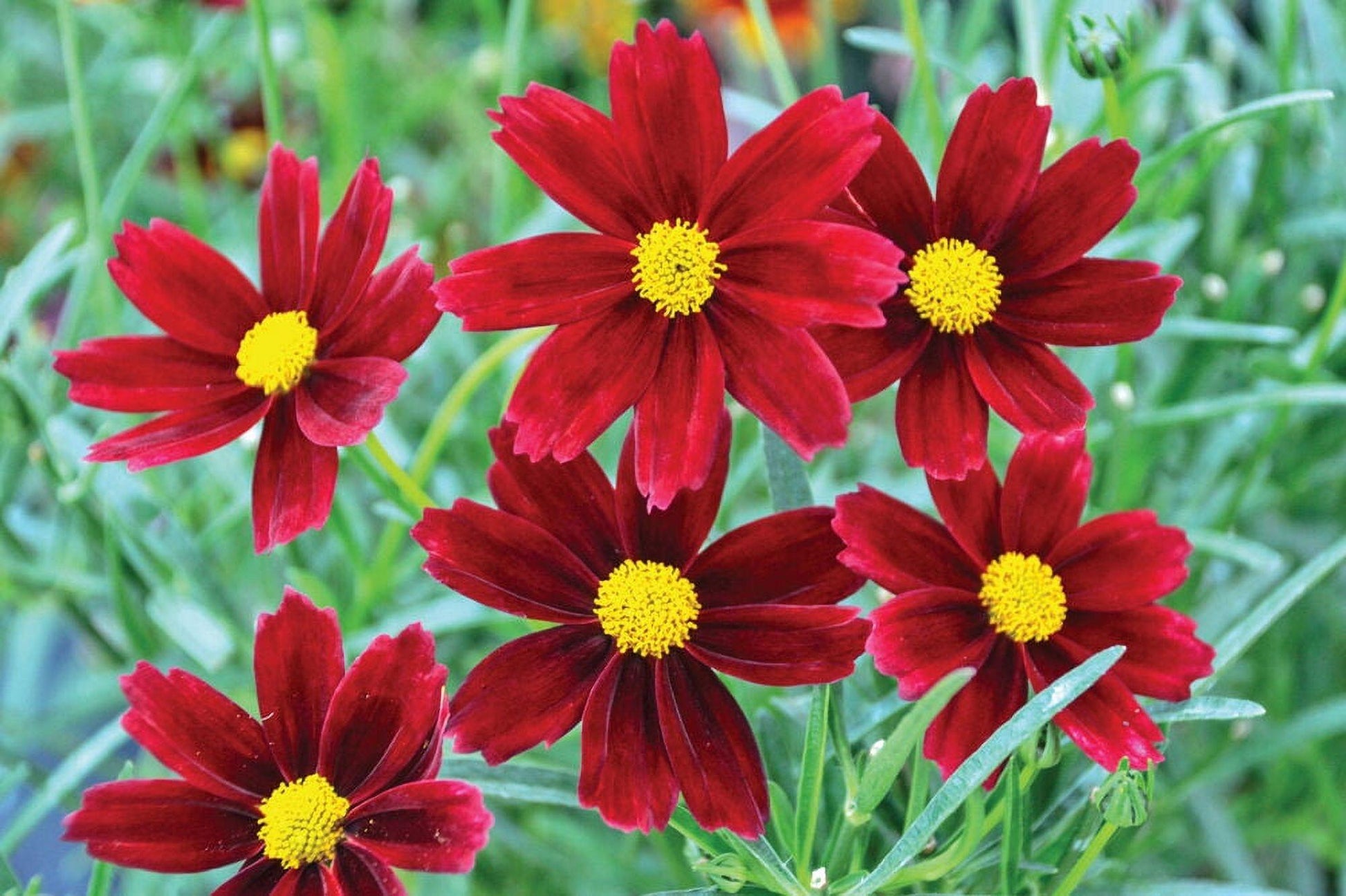 G6056 Coreopsis X Li L Bang Red Elf - View 14 from www redcrocus com