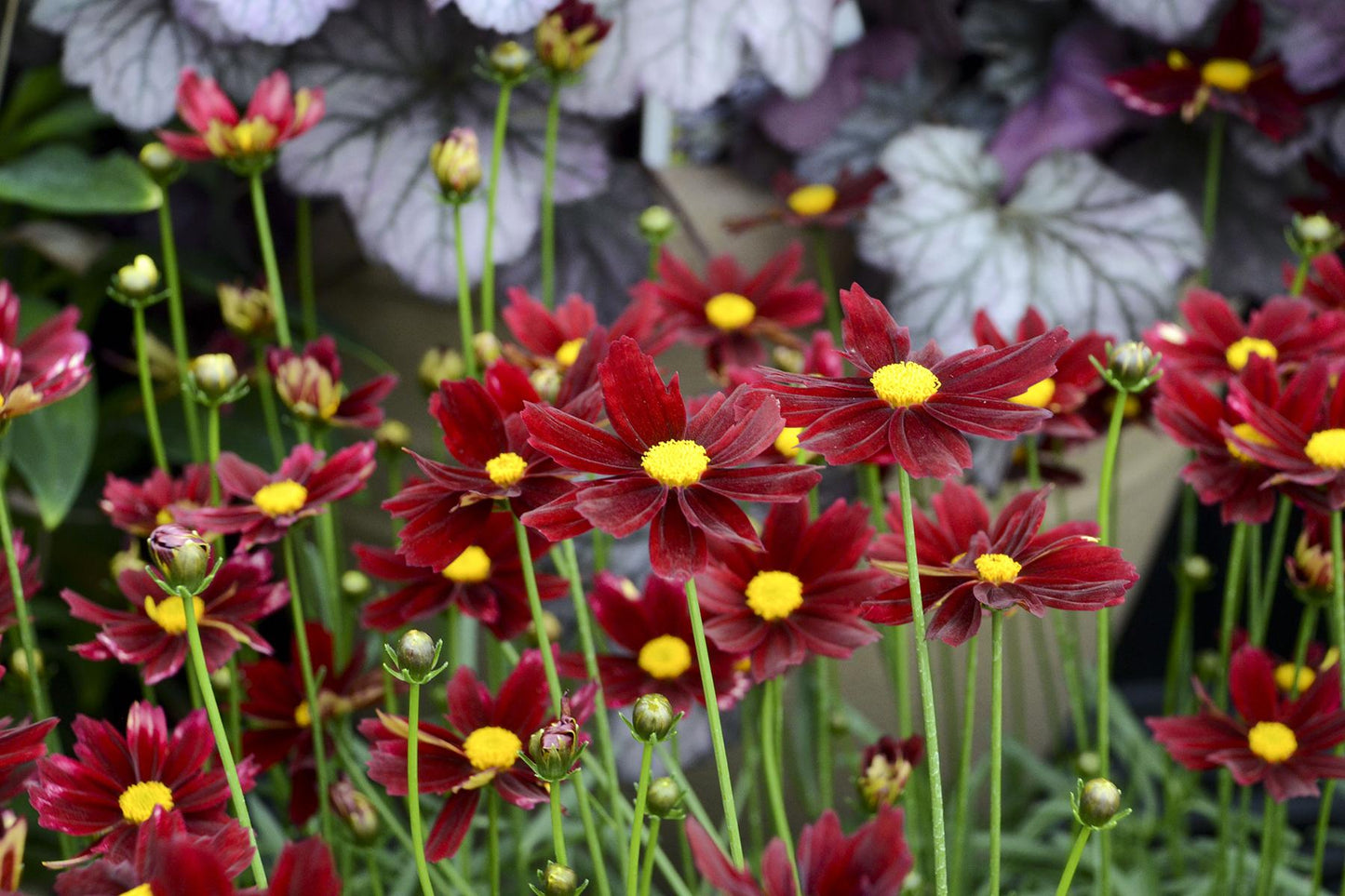 G6056 Coreopsis X Li L Bang Red Elf - View 15 from www redcrocus com