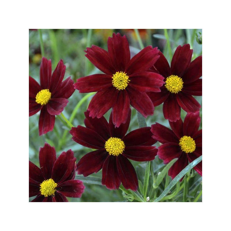 G6056 Coreopsis X Li L Bang Red Elf - View 18 from www redcrocus com