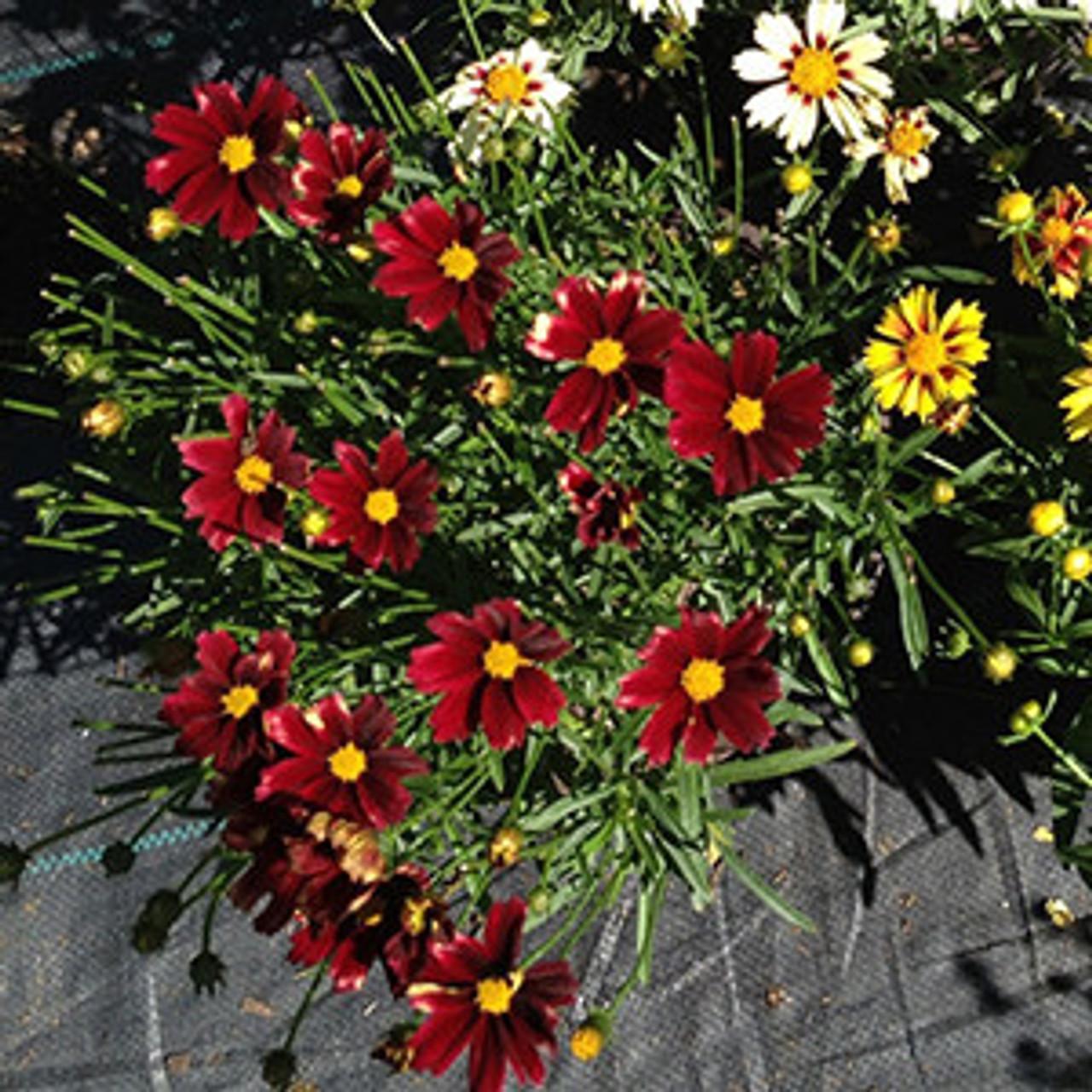 G6056 Coreopsis X Li L Bang Red Elf - View 19 from www redcrocus com