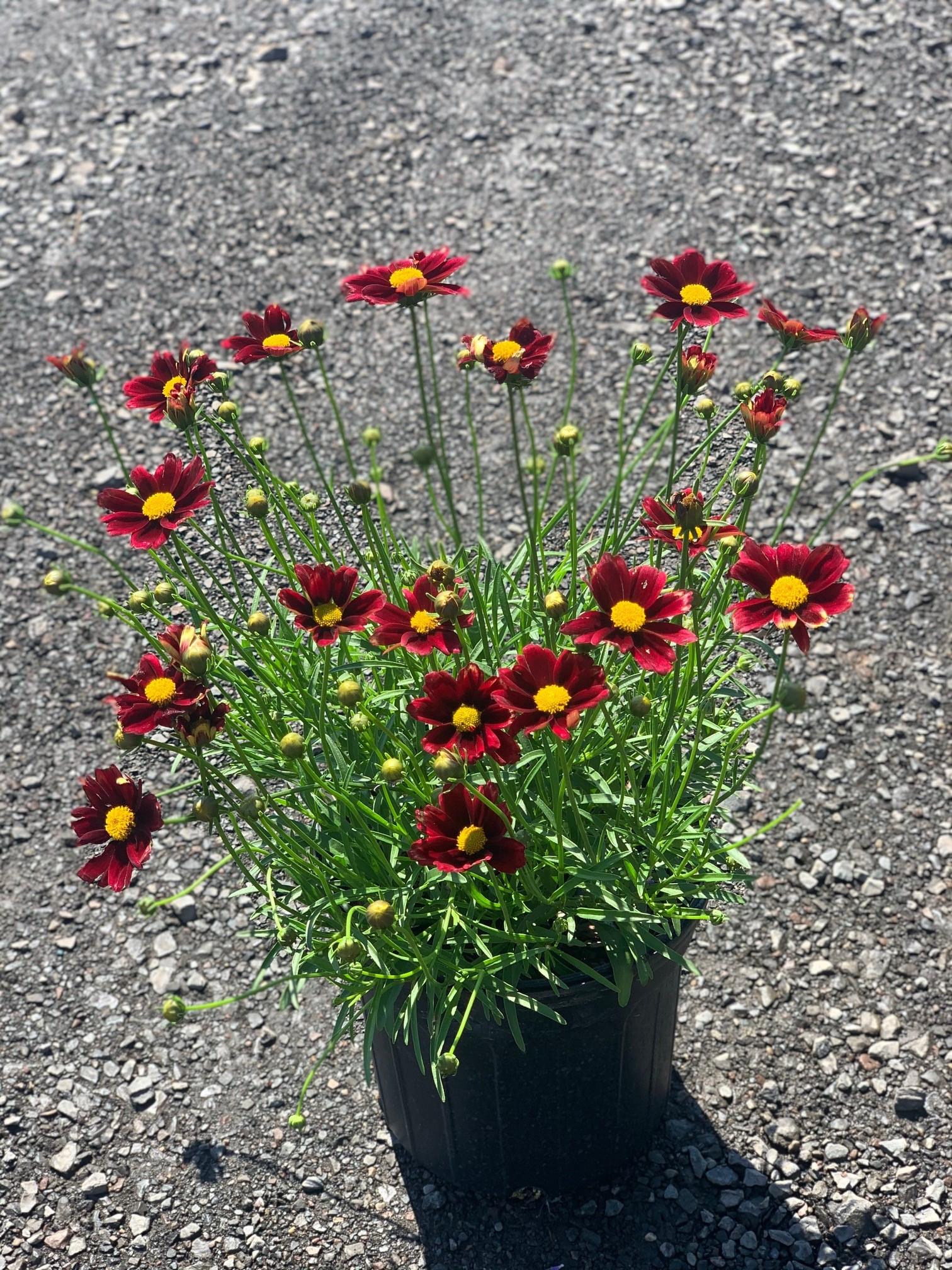 G6056 Coreopsis X Li L Bang Red Elf 1 Da6ab6a3 6bfc 4ba1 A0df 85f2465bfeb1 from www redcrocus com