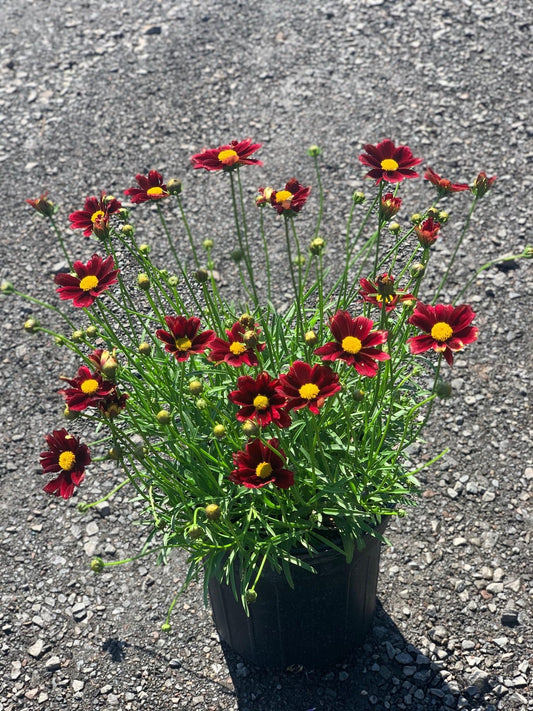 G6056 Coreopsis X Li L Bang Red Elf - View 1 from www redcrocus com