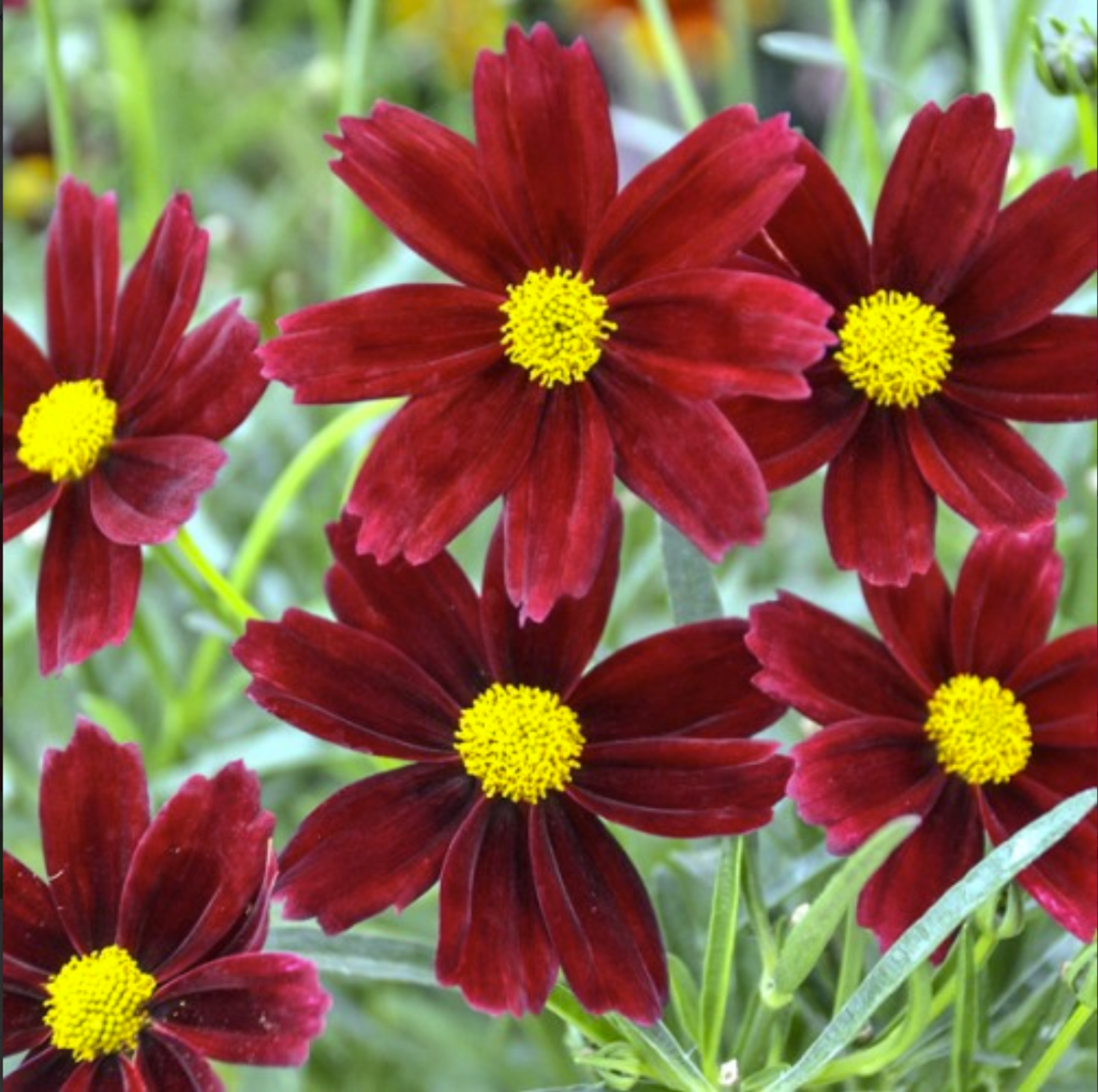 G6056 Coreopsis X Li L Bang Red Elf - View 3 from www redcrocus com