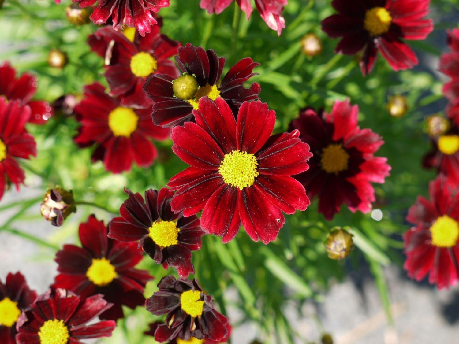 G6056 Coreopsis X Li L Bang Red Elf - View 4 from www redcrocus com