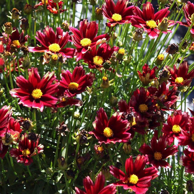 G6056 Coreopsis X Li L Bang Red Elf 5 37885f2d 9281 459b 8e3d 50244c022ad1 from www redcrocus com