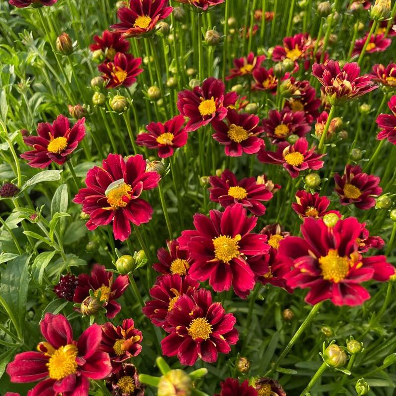 G6056 Coreopsis X Li L Bang Red Elf - View 7 from www redcrocus com