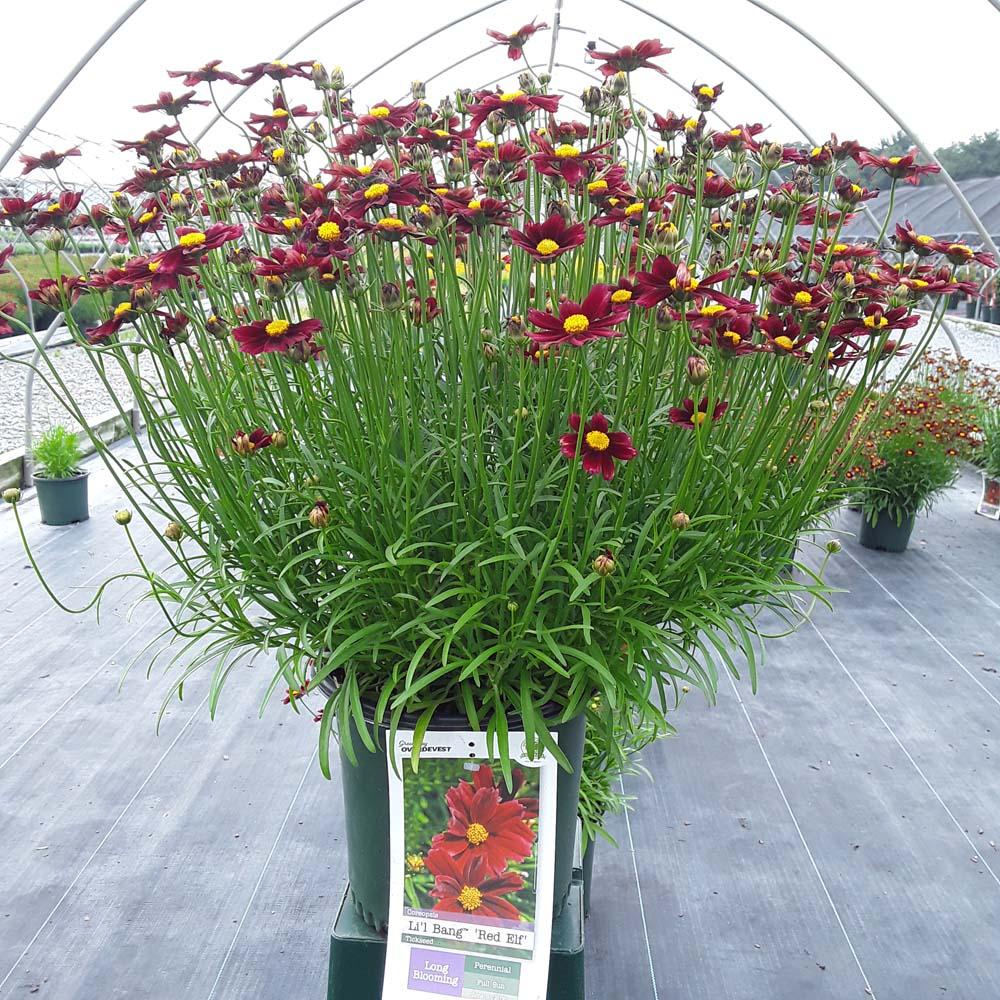 G6056 Coreopsis X Li L Bang Red Elf - View 8 from www redcrocus com