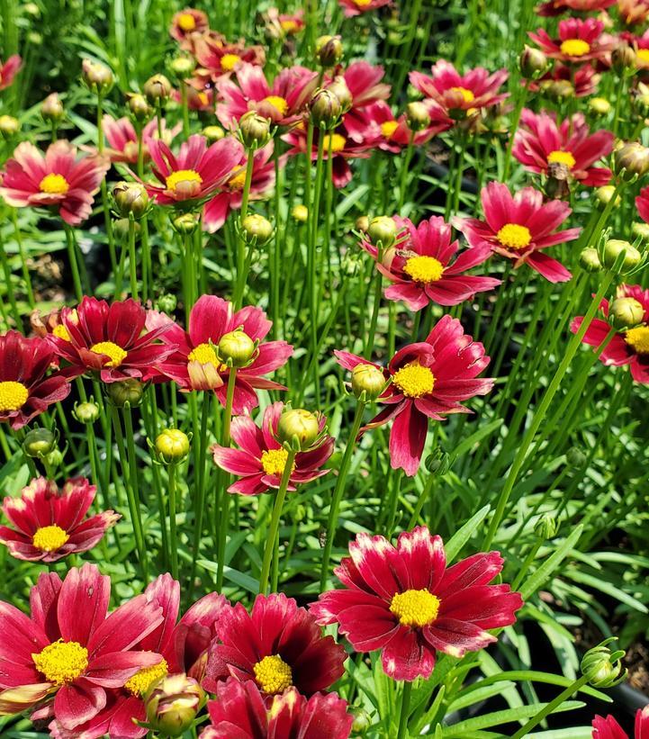 G6056 Coreopsis X Li L Bang Red Elf 9 3533cc40 B512 4602 B935 21bdced3f566 from www redcrocus com