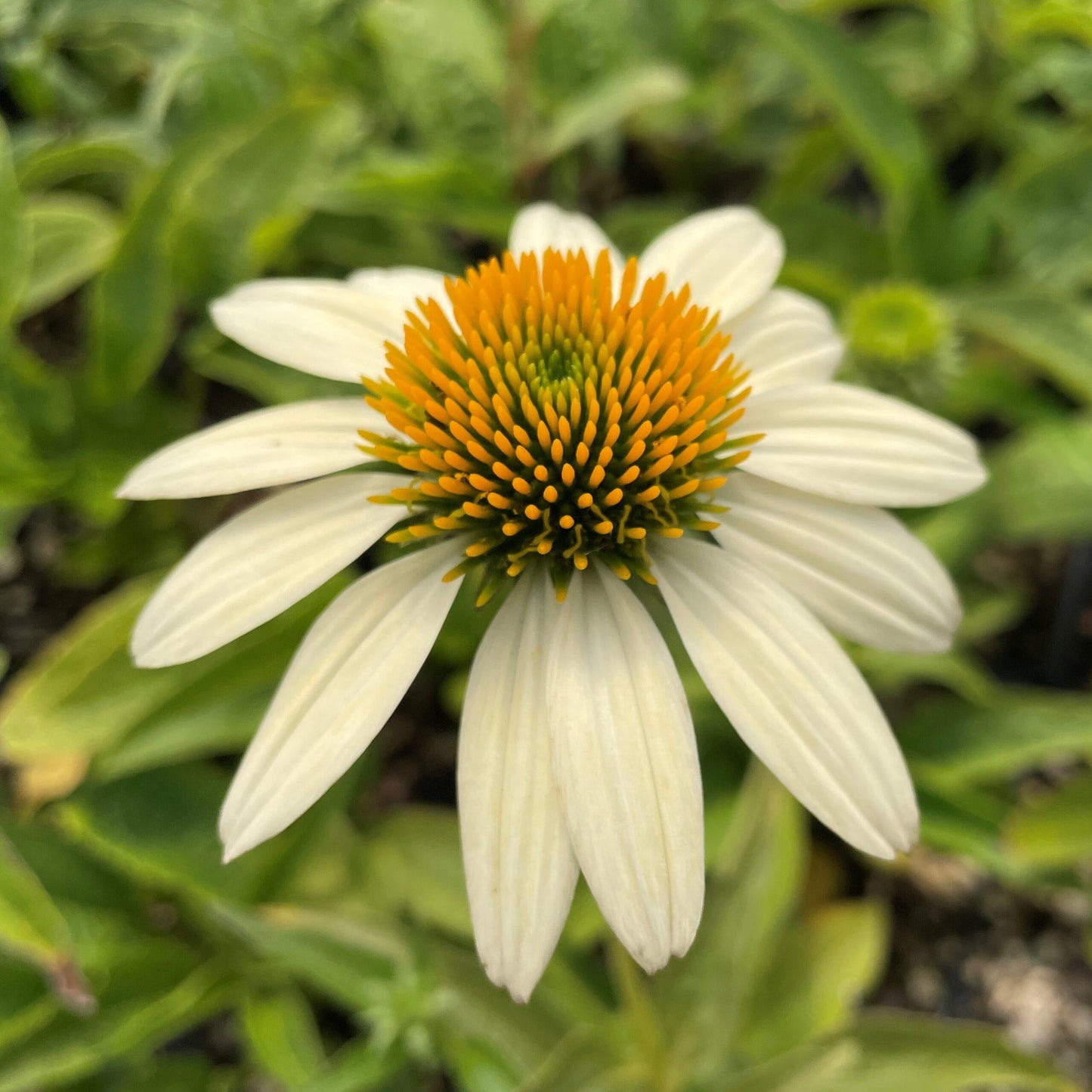 G6057 Echinacea Purpurea Mellow Yellows - View 10 from www redcrocus com