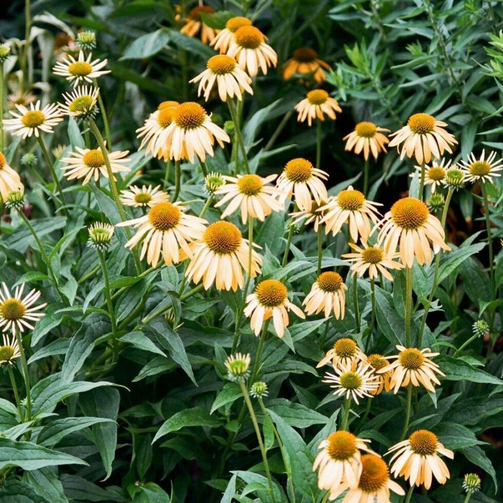 G6057 Echinacea Purpurea Mellow Yellows - View 15 from www redcrocus com