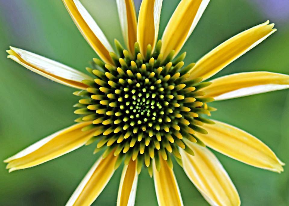 G6057 Echinacea Purpurea Mellow Yellows - View 16 from www redcrocus com