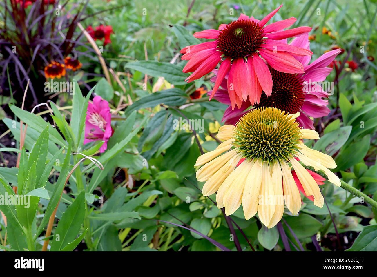 G6057 Echinacea Purpurea Mellow Yellows - View 17 from www redcrocus com