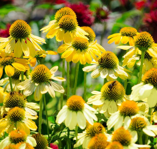 G6057 Echinacea Purpurea Mellow Yellows - View 1 from www redcrocus com