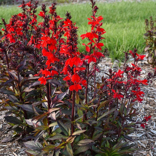 G6064 Lobelia Speciosa Starship Scarlet - View 1 from www redcrocus com