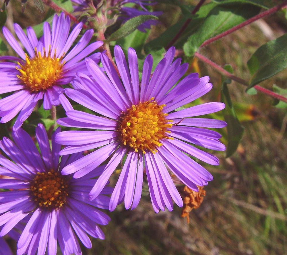 G6069 Aster Novae Angliae 11 Cab95e67 8fe4 4e21 8bee A843ee49450b from www redcrocus com
