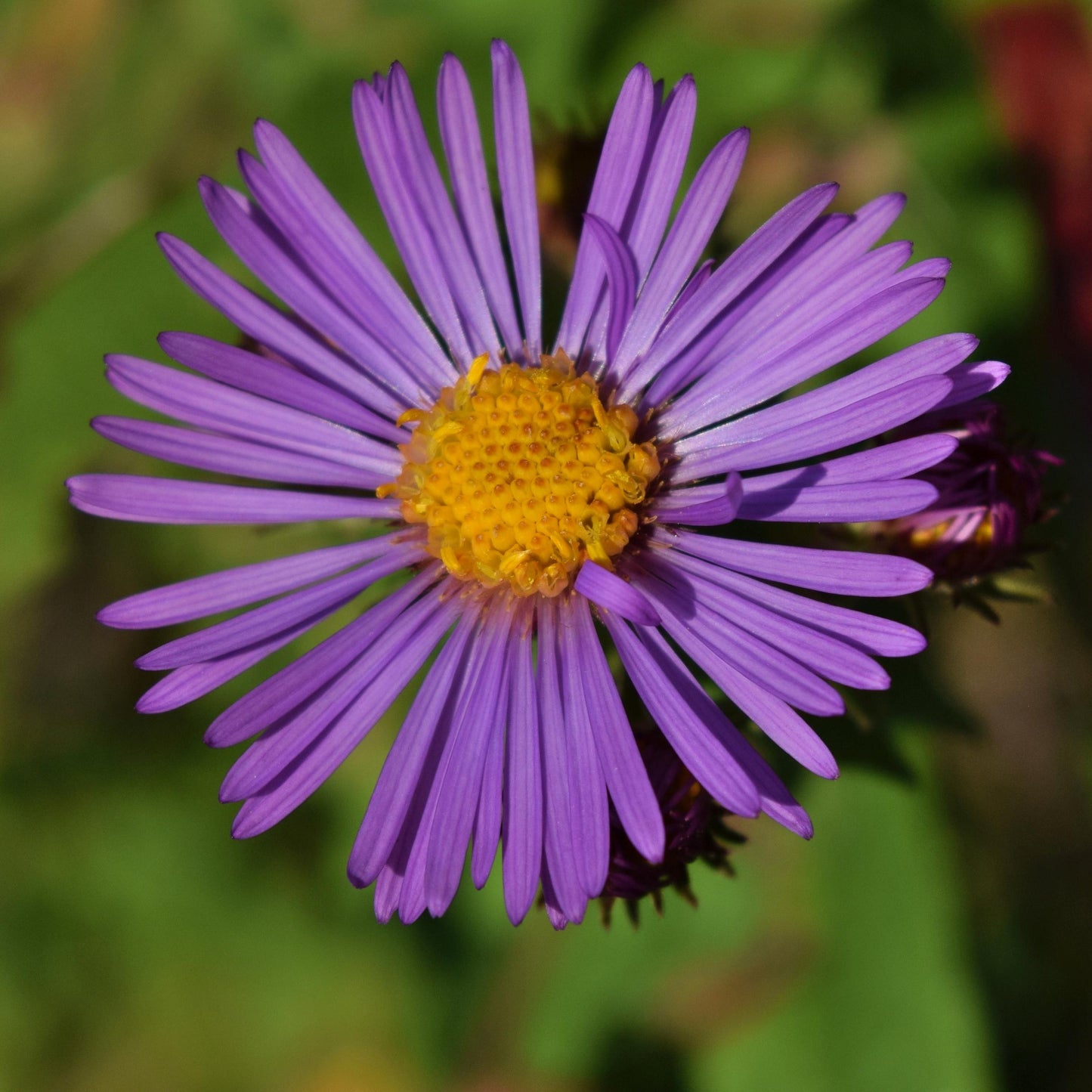 G6069 Aster Novae Angliae - View 13 from www redcrocus com