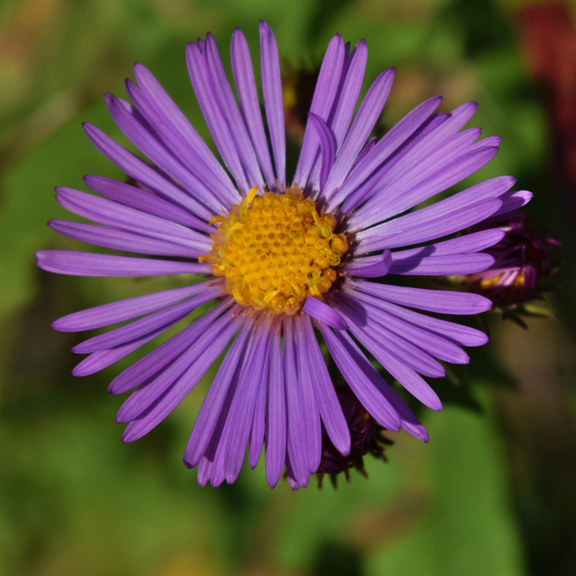 G6069 Aster Novae Angliae - View 13 from www redcrocus com