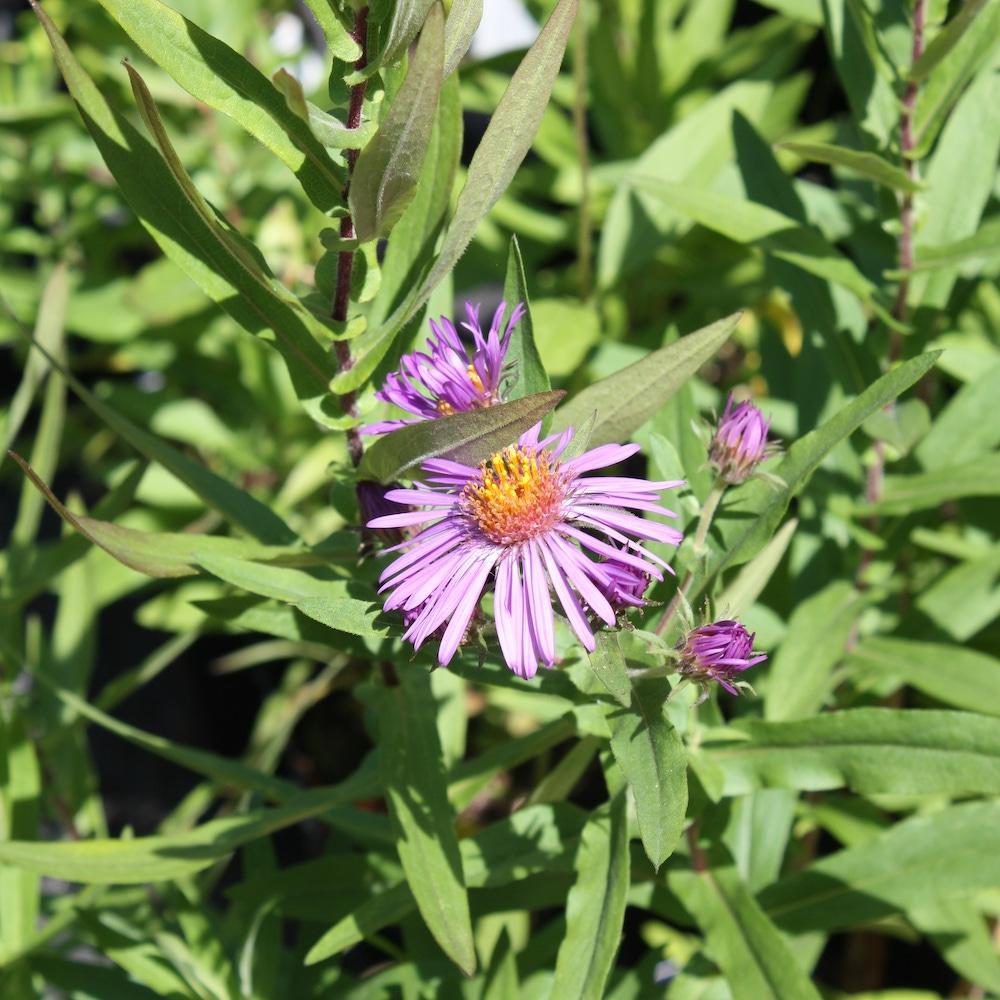 G6069 Aster Novae Angliae 14 32c66e25 68db 4e37 9a9f A379e721e9f1 from www redcrocus com