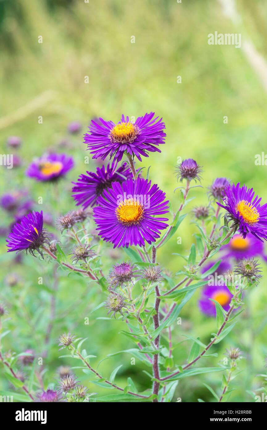G6069 Aster Novae Angliae 15 59e73ef6 C9ae 496d 8d27 5e940e822dc1 from www redcrocus com
