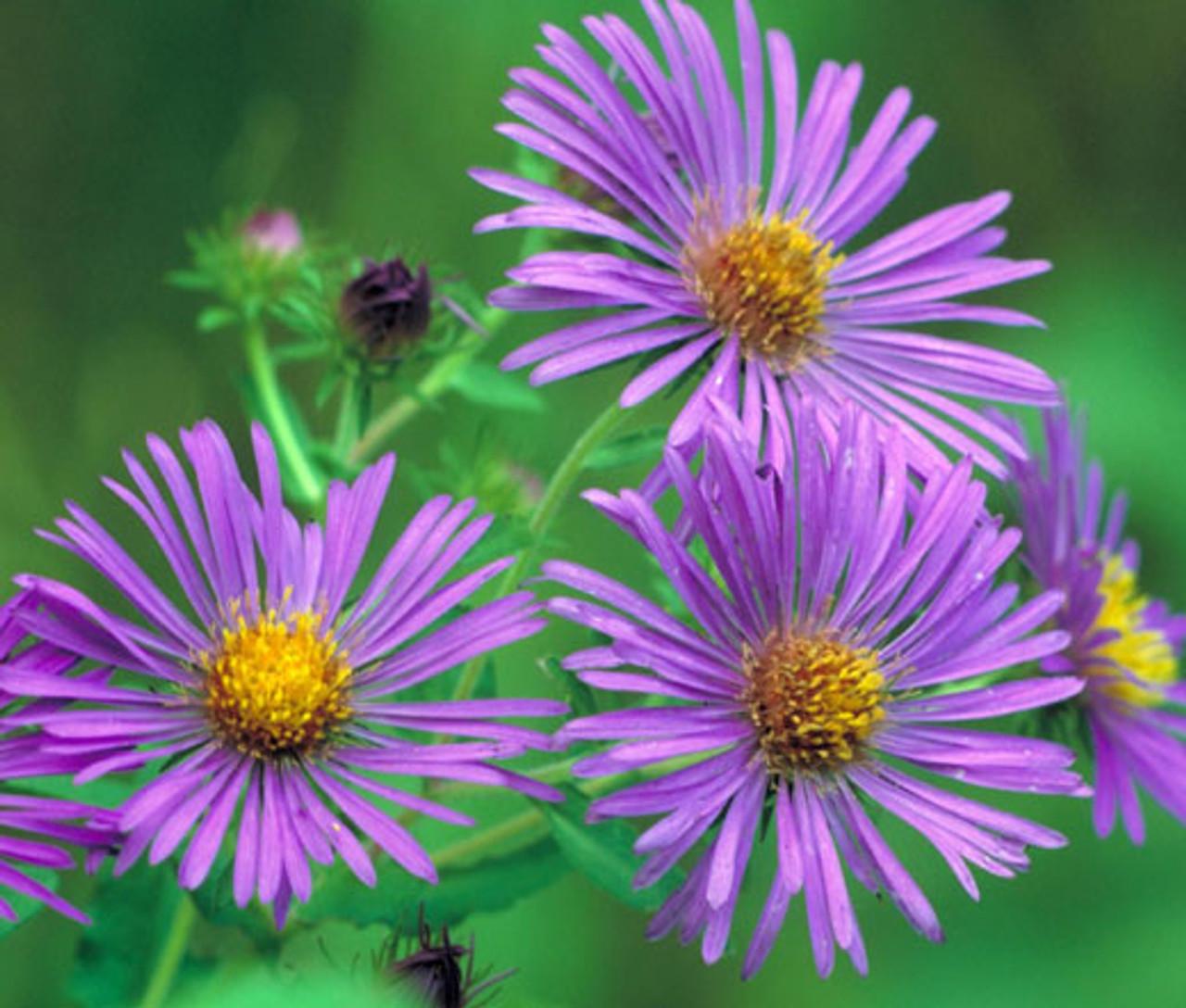 G6069 Aster Novae Angliae 16 72543f29 9dc6 4384 8b17 D8f906d0893b from www redcrocus com