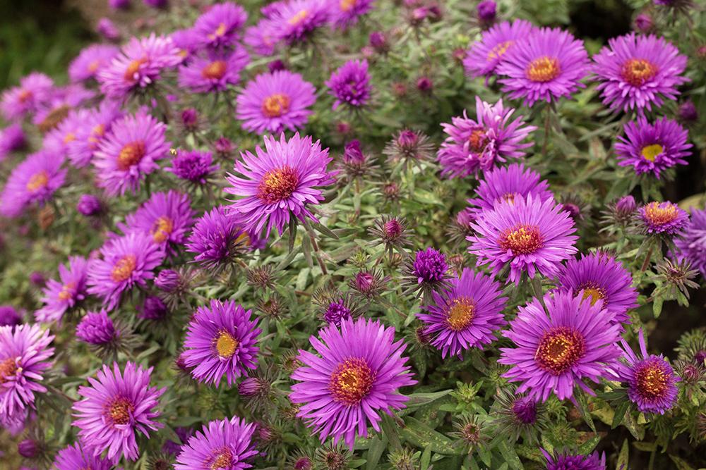 G6069 Aster Novae Angliae 17 11804950 9430 4514 A89c 1d6c37b1176c from www redcrocus com