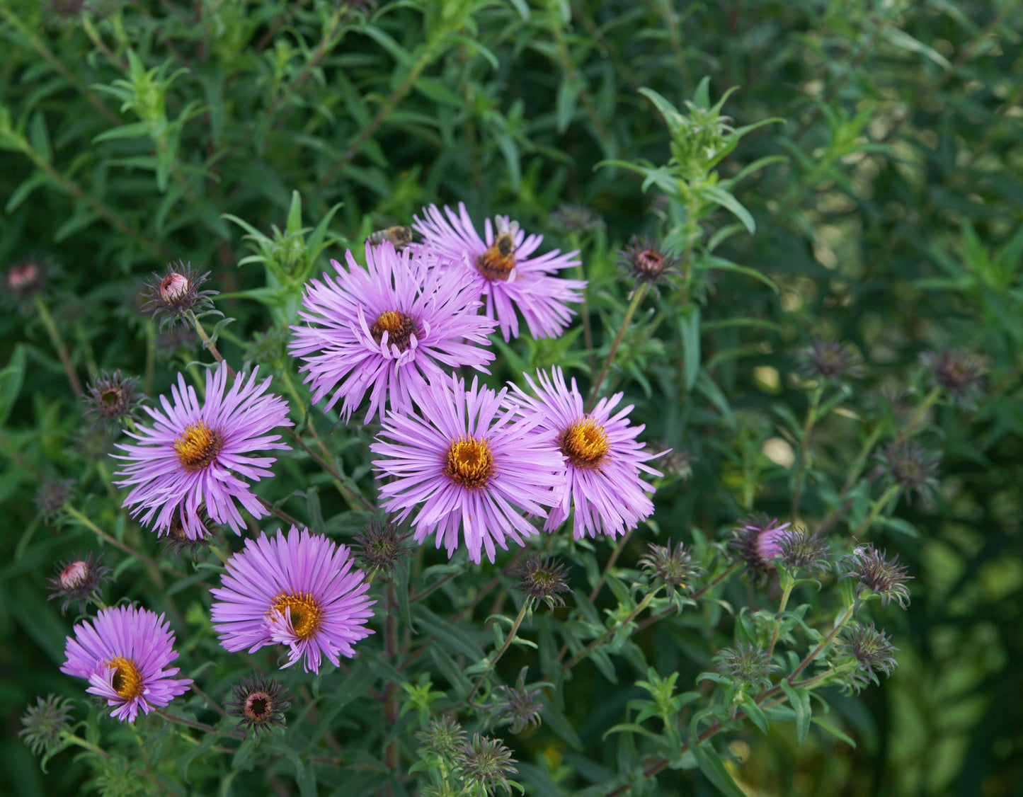 G6069 Aster Novae Angliae - View 18 from www redcrocus com