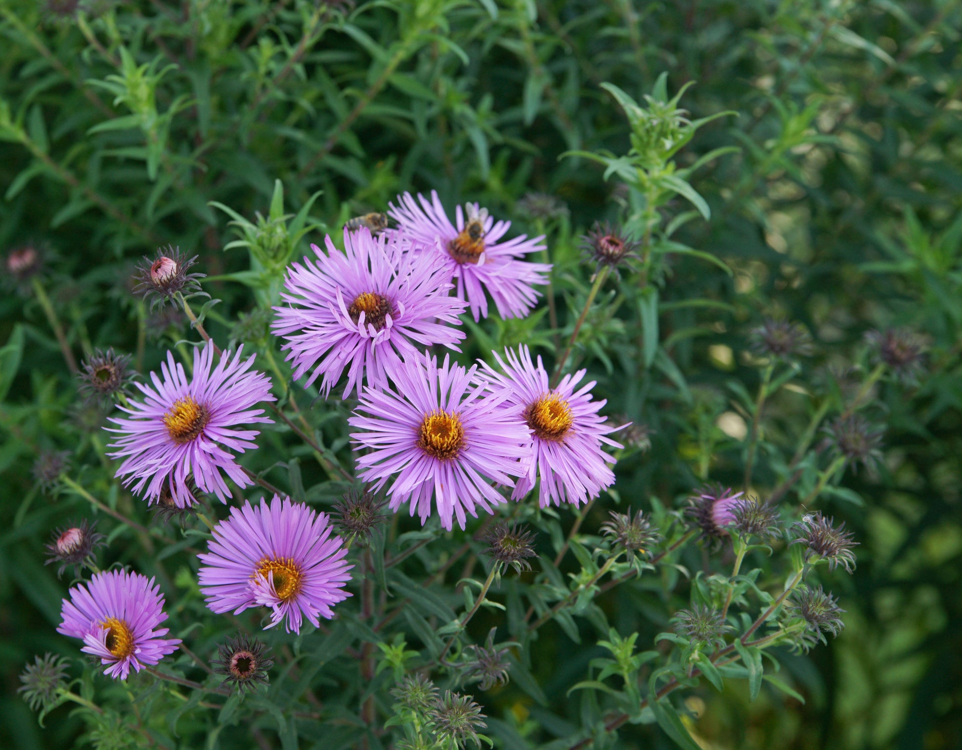 G6069 Aster Novae Angliae - View 18 from www redcrocus com
