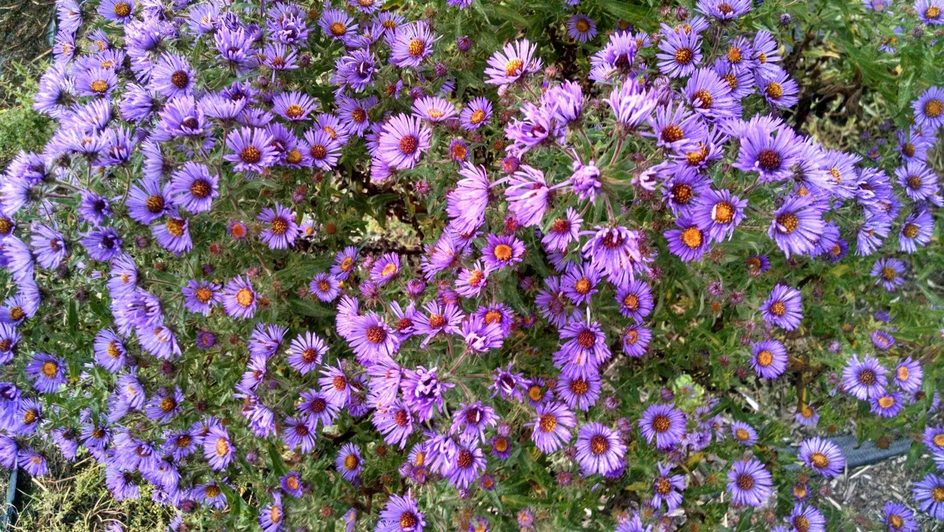 G6069 Aster Novae Angliae - View 1 from www redcrocus com