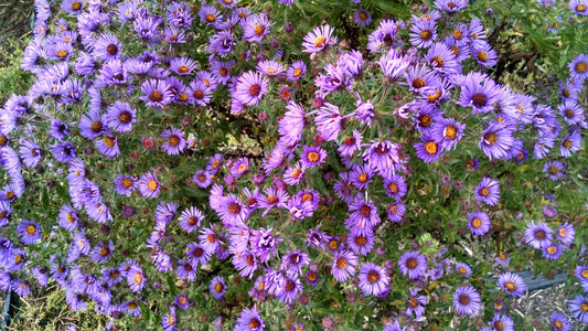 G6069 Aster Novae Angliae 1 C65d7ec4 981a 4482 Aec5 Bc45b54693fb from www redcrocus com