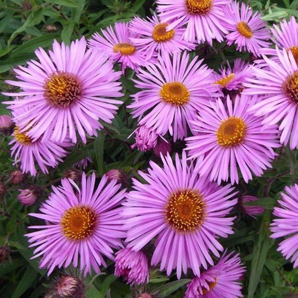 G6069 Aster Novae Angliae - View 2 from www redcrocus com
