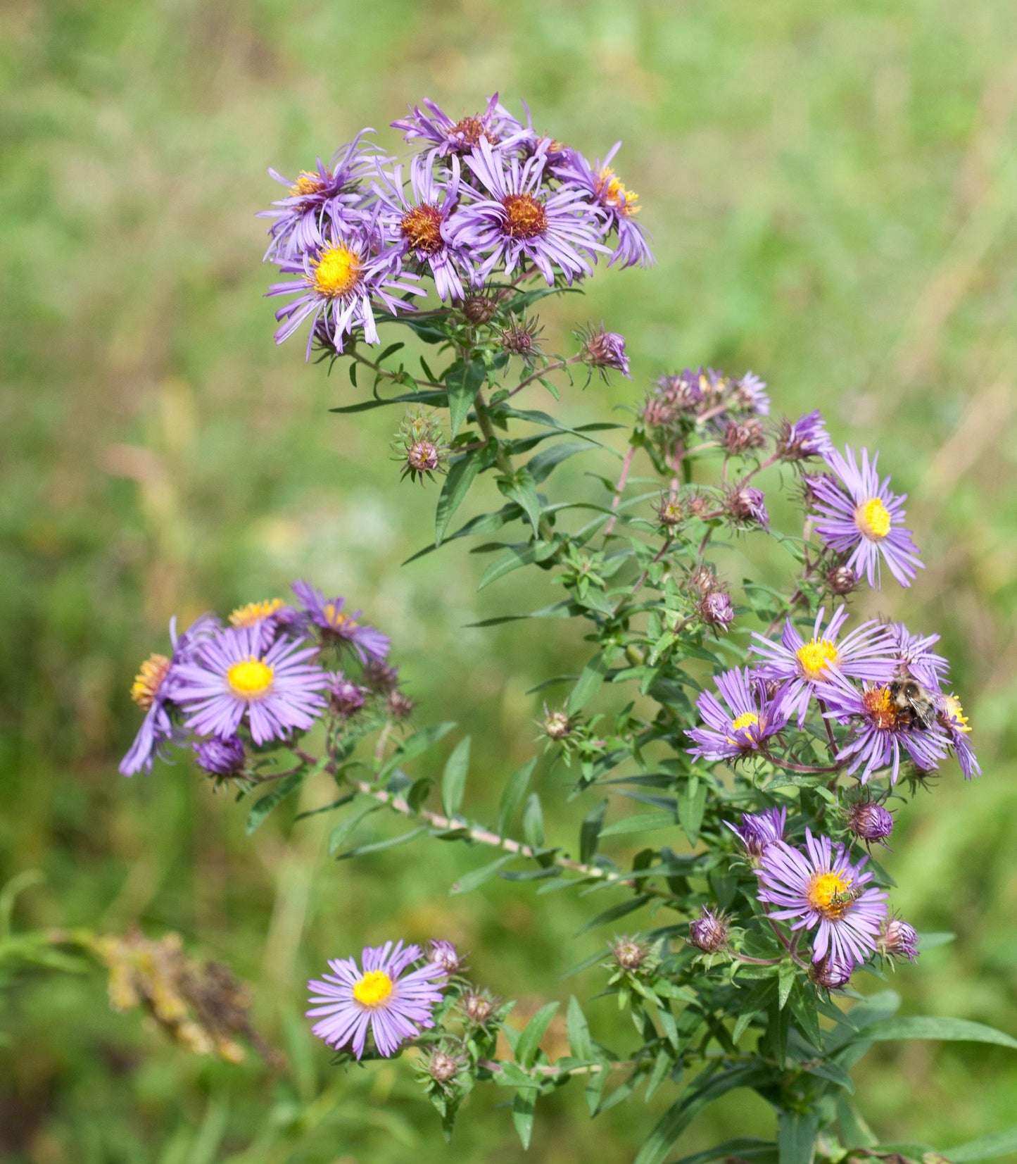 G6069 Aster Novae Angliae 3 Cebdba6e Fc47 4996 8eec 92d96925a4ac from www redcrocus com
