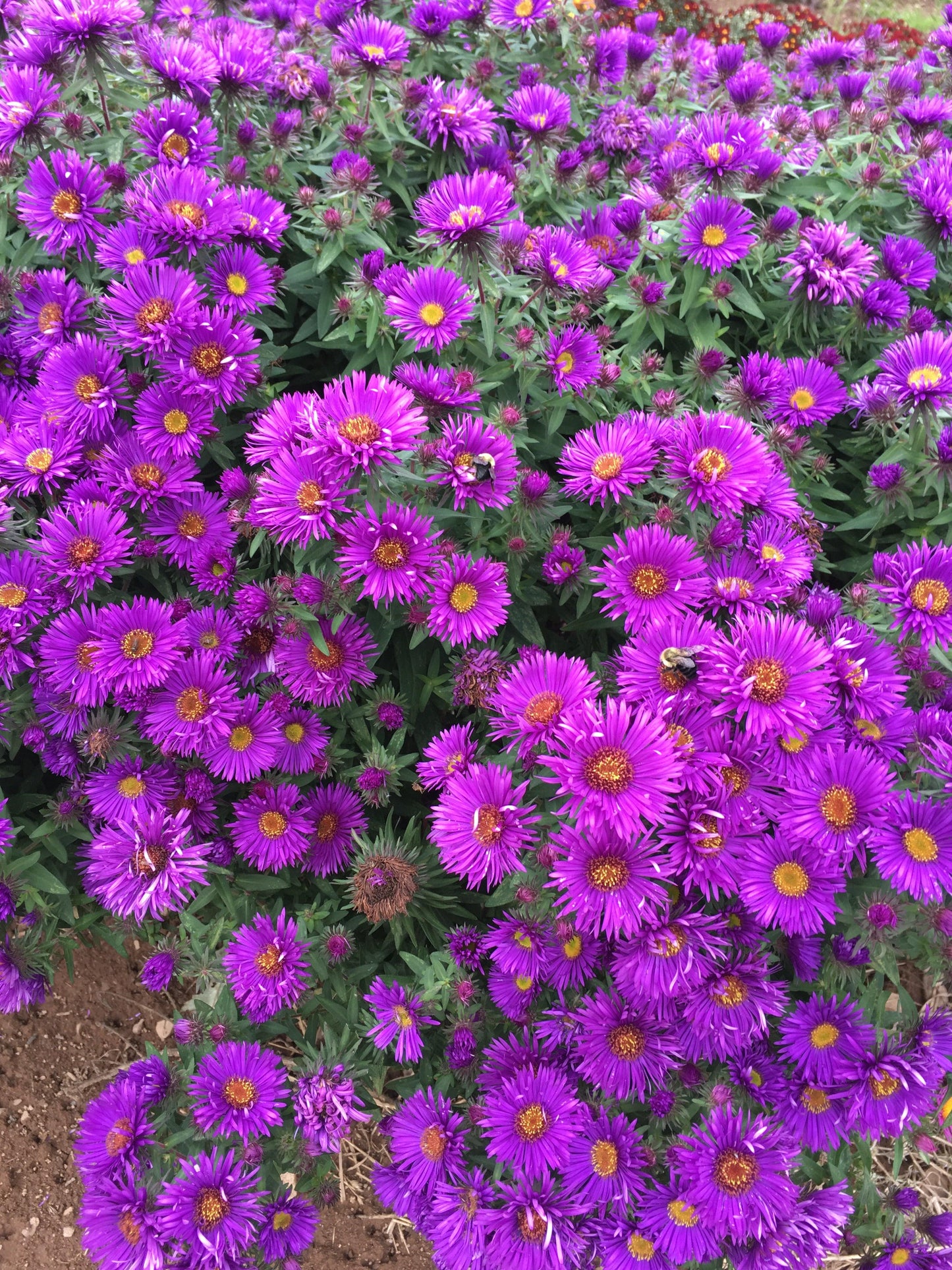 G6069 Aster Novae Angliae 5 19257ef0 Ebd2 4c31 8085 1550d5927bc9 from www redcrocus com
