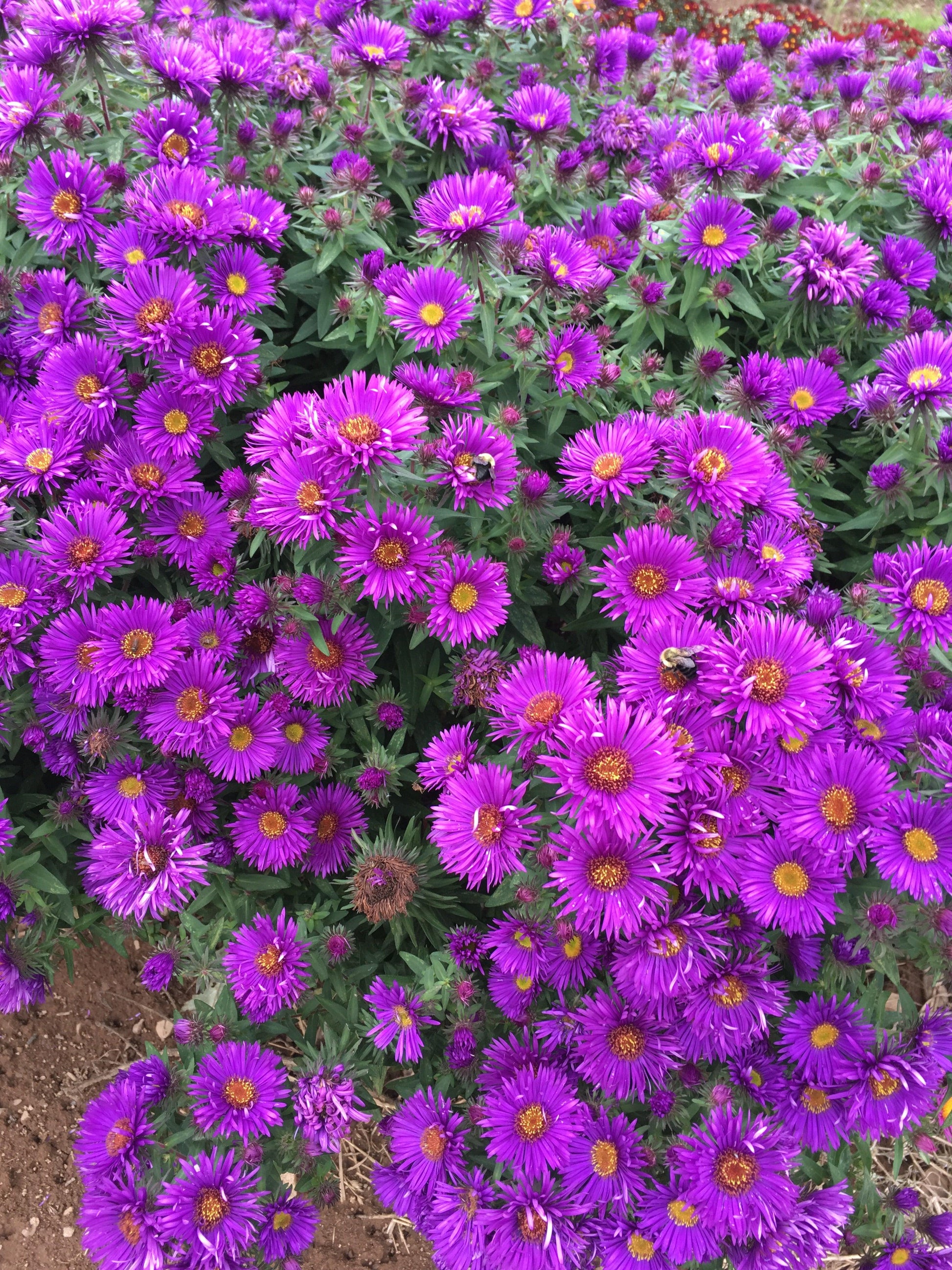 G6069 Aster Novae Angliae - View 5 from www redcrocus com