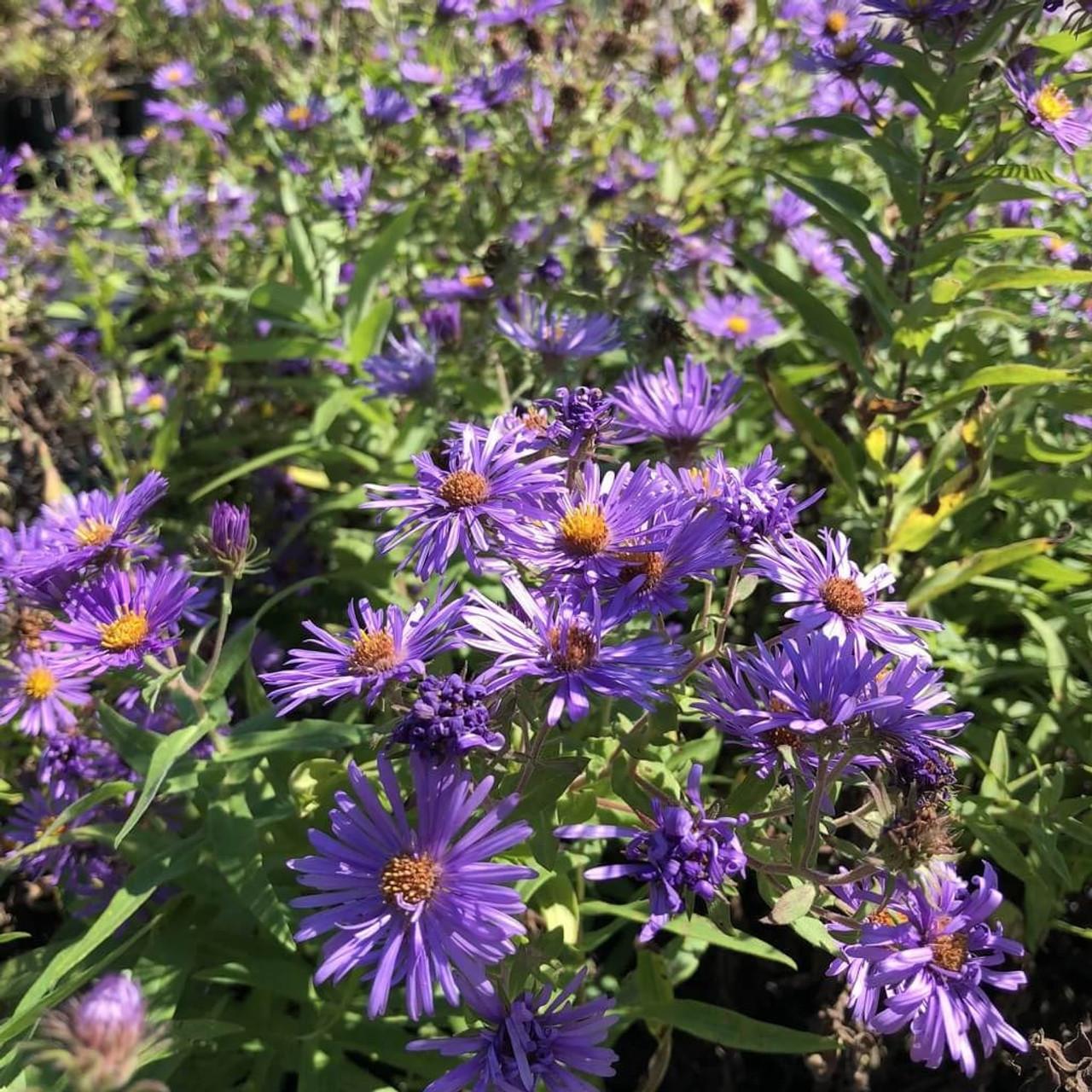 G6069 Aster Novae Angliae - View 6 from www redcrocus com
